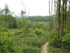 Blean Woods 4